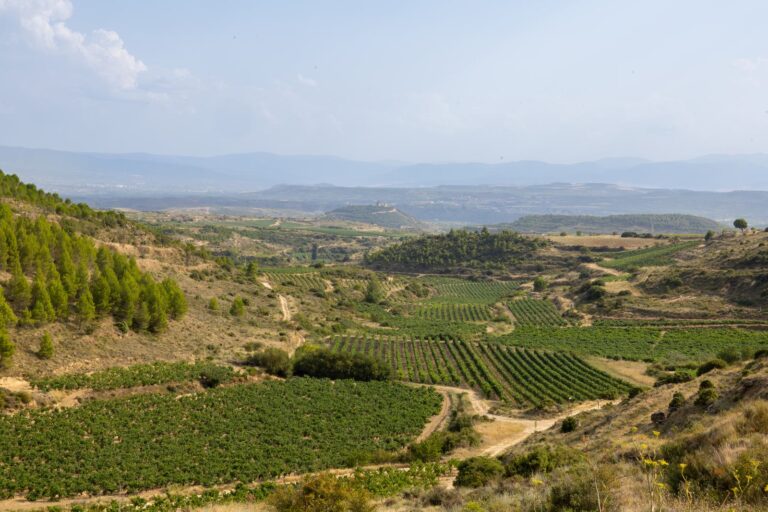 Viñedos de Rioja Alavesa con la Sierra de Cantabria al fondo
