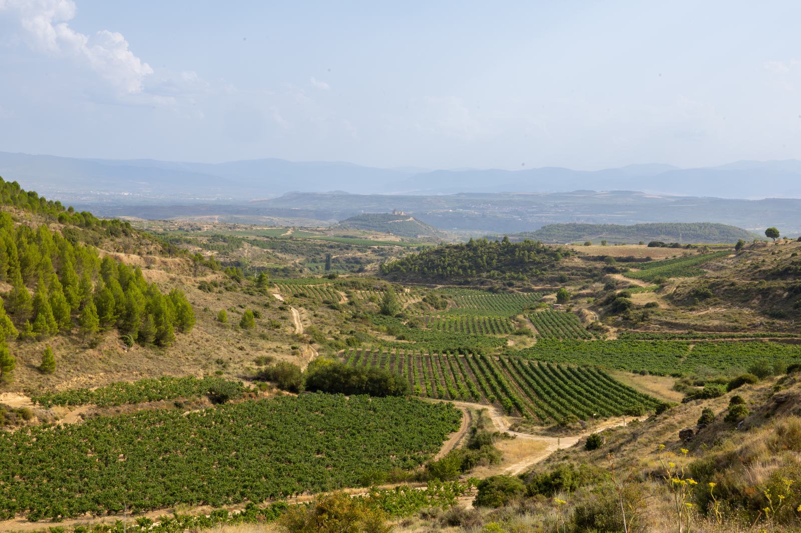 Viñedos de Rioja Alavesa con la Sierra de Cantabria al fondo